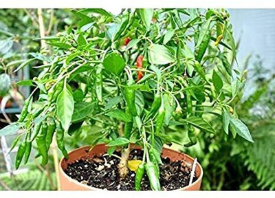 Hybrid Galaxy fresh green chilly vegetable hybrid seeds 1-packet Seed(20 per packet)