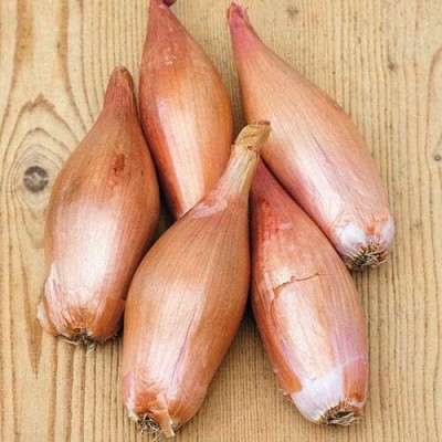 Qualtivate ICRA-4A French Zebrune Shallot Seeds Seed(500 per packet)