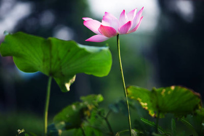 SONIRO lotus,kamal gatta Seed(15 per packet)