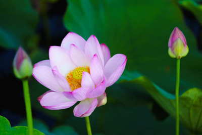 Pramix lotus,kamal gatta Seed(11 per packet)