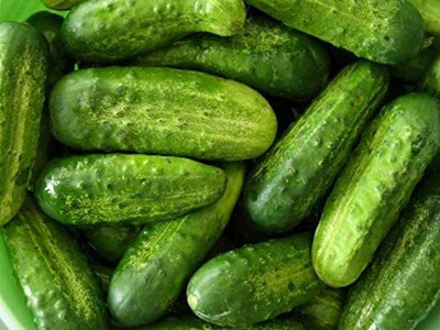 WHYGI Hybrid Cucumber Seeds, Delicious Patio Cukes Seeds-CuC_1361 Seed(300 per packet)