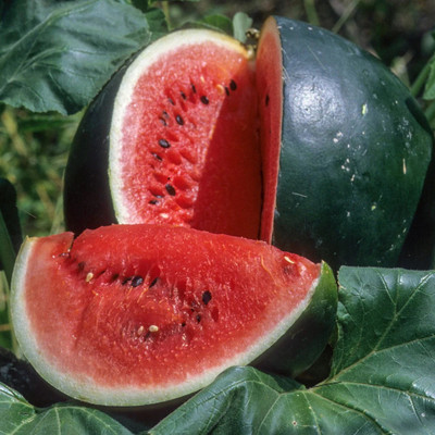 DEYS AGRO ™ hybrid tarbuj|watermelon seeds for farming Seed(29 per packet)