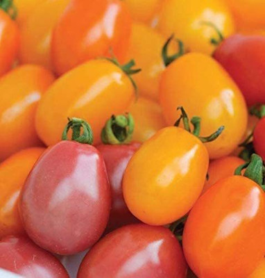 CYBEXIS Seeds of Vegetable Tomato Rainbow Blend F1 Hybrid2000 Seeds Seed(2000 per packet)