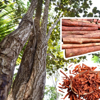 DEYS AGRO ™ andhra pradesh red sandalwood plant seeds Seed(3 per packet)
