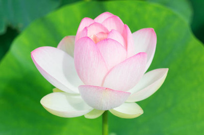 Sant Seeds LLP lotus,kamal gatta Seed(10 per packet)