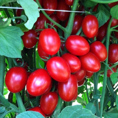Aywal Hybrid Red Tomato Seed(15000 per packet)