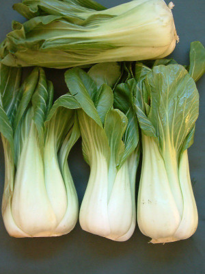 CEZIUS Best in Germination Pak Choi/Bok Choi Seed(100 per packet)
