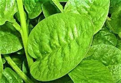 BDSresolve malabar spinach seeds/malabar spinach seed 20 Seed(20 per packet)
