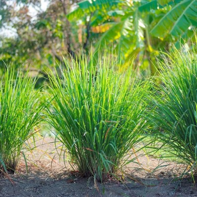 Lorvox Lemon Grass Seeds Cochin Grass Seed(500 per packet)