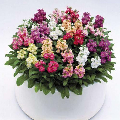 KANAYA Stock Matthiola Incana Double Mix Flower Seed(30 per packet)