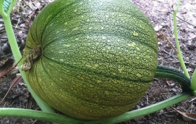 ErTh Pumpkin Jack-o’-lantern Seed(2000 per packet)
