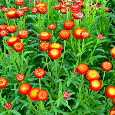 Aywal Helichrysum Mixed Seed(40 per packet)