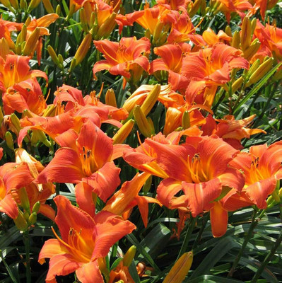 Cloud Farm Lily Plant Seed(5 per packet)