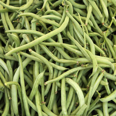 Biosnyg Topcrop Bush Bean Seeds[100 Seeds] Seed(100 per packet)