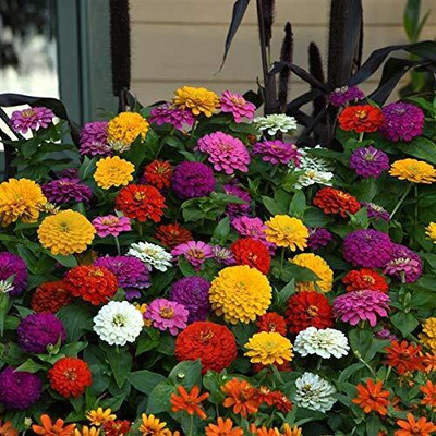 GREENSEA Colorful Zinnia Seed(23 per packet)