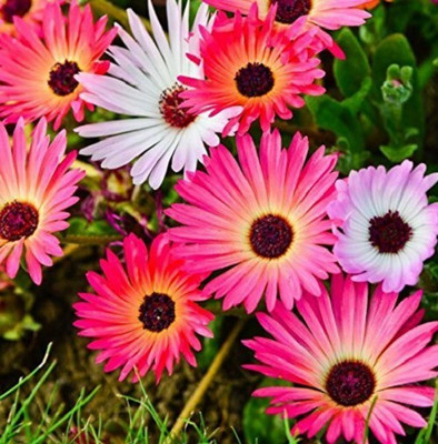 GARDENIFY INDIA ICE PLANT MIX FLOWER Seed(50 per packet)