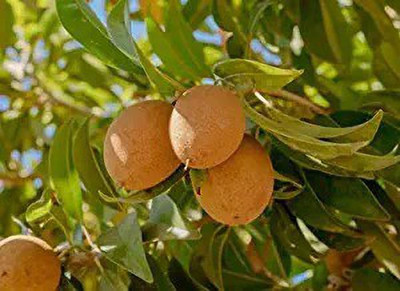 MAA Chikoo, Sapota, Chiku Seed(13 per packet)