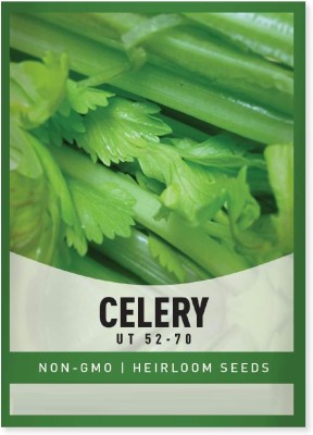 VibeX LXI-39 - Tall Utah 52/70 Celery - (2250 Seeds) Seed(2250 per packet)