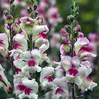 Lorvox Antirrhinum/Snapdragon/Dog Flower Dwarf Flower Seed(55 per packet)