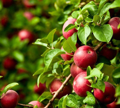 Decon Apple Seed(10 per packet)