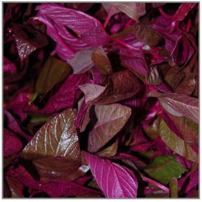 BDSresolve Spinach Seeds For Home Garden PACK OF 1330 Seed(1330 per packet)