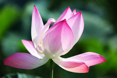 Heirloom Quality lotus,kamal gatta Seed(11 per packet)