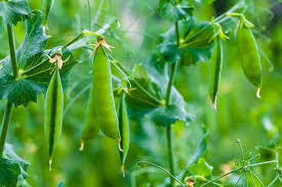 BDSresolve Garden Pea Seeds pack of 26 Seed(26 per packet)