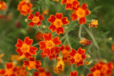 VibeX ® VLR-562 Marigold Red Gem Seed(500 per packet)