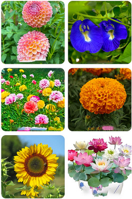 Seedsilk All Seasons 6 Variety of Hybrid Flower Seeds Combo Pack- All Year Seeds Bank Seed(500 per packet)