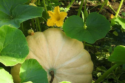 Aywal Pumpkin F1 Hybrid Bheema Seed(36 per packet)