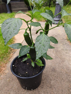 CYBEXIS Organic Jalapeno Hot Chilli Seeds1200 Seeds Seed(1200 per packet)