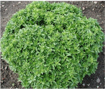 VibeX ® VMR-60 Greek Basil Seeds Seed(1000 per packet)