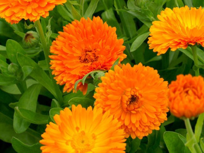 R-DRoz Seeds Calendula Double Flowers High Germination Flowers Seeds - Pack of 30 Seeds Seed(30 per packet)