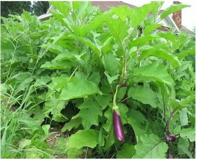 MAA Brinjal Green Long, Brinjal, Eggplant Seed(170 per packet)