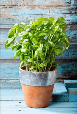 Quentova Italian Basil Herb-KMT Seed(200 per packet)