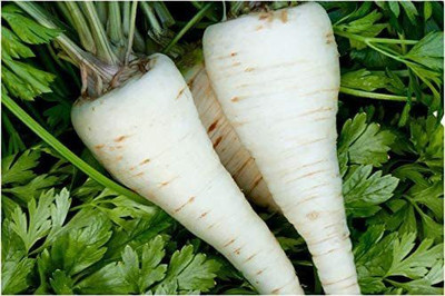 CYBEXIS PUAS-9 - Parsley Hercules Green - (2250 Seeds) Seed(2250 per packet)