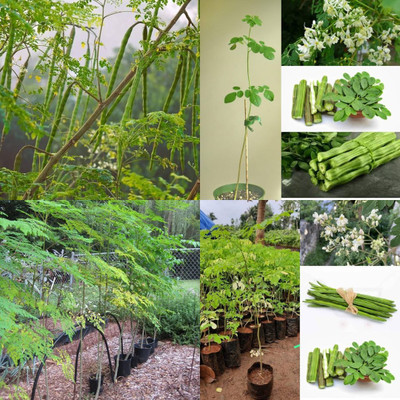 ibains Moringa seeds pkm1 pack of 70 Seed(70 per packet)