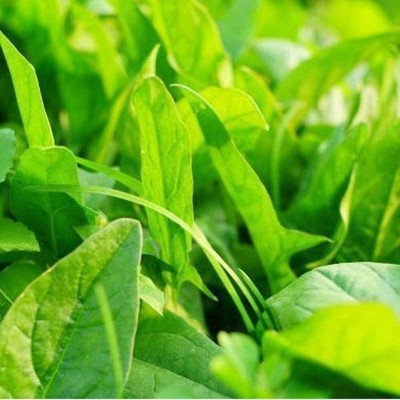 CYBEXIS Perennial Non-GMO Spinach Seeds 1000 Seeds Seed(1000 per packet)