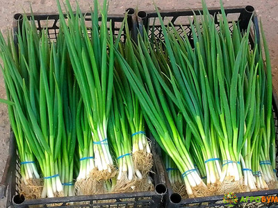 WILLVINE SCI -VI Bunching Green Onions Scallions Seeds [5g] Seed(3000 per packet)