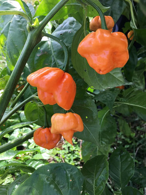 KNESSiN Disease-Resistant Bahamas Hot Pepper Seeds For Planting-(2400 Seeds) Seed(2400 per packet)