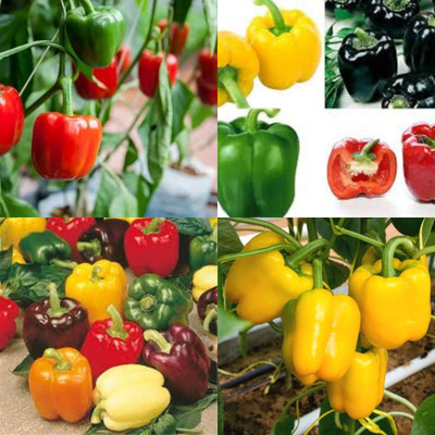 ibains Red capsicum seeds shimla mirchi 82 Seed(82 per packet)