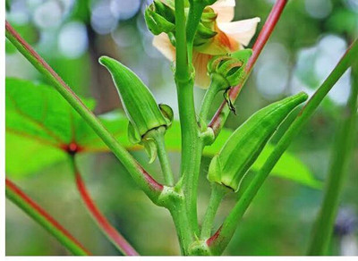 greenfarm NXC- Long Okra Seeds/ Bhindi seeds / Best Quality ,160 X Seeds ,AXR22 Seed(160 per packet)