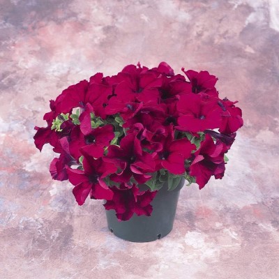 Qualtivate NBIR-87 Petunia Grandiflora Burgundy Seeds Seed(50 per packet)