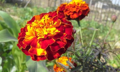 SUPRIKAM Rare Red Marigold/red Genda/Rakto Gada Seed(25 per packet)