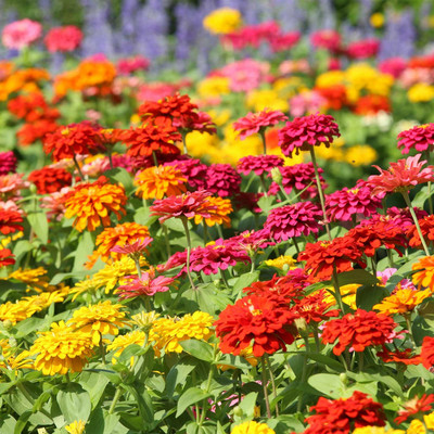 Biosnyg Zinnia Flower Garden Seeds - State Fair Mix[100 Seeds] Seed(100 per packet)
