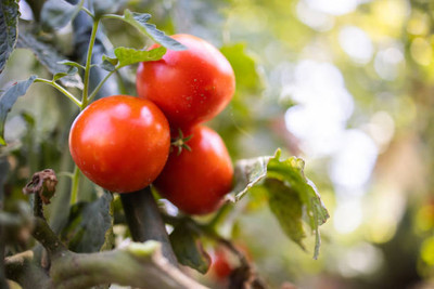 sharpvaishno tomato Seed(65 per packet)
