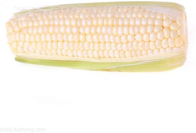 CYBEXIS White Corn Seeds Natural2000 Seeds Seed(2000 per packet)