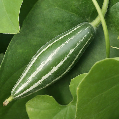 GREENSEA Hybrid Pointed Gourd, Parwal, Potol Seed(22 per packet)