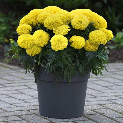 ibains Dwarf marigold flower seeds Seed(64 per packet)