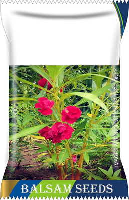 CYBEXIS Balsam Flower Mixed Seeds Seed(1 g)